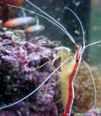 cleaner shrimp and a pair of firefish gobies.