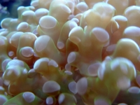 frogspawn coral
